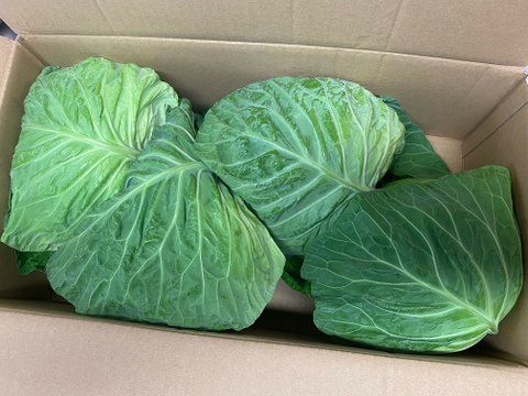 やわらかい食感が最高！朝採れ春キャベツ【４玉もしくは５玉】