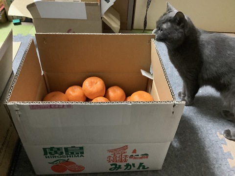 美味しさギュッと！瀬戸内のポンカン（ご家庭用・4Kg）