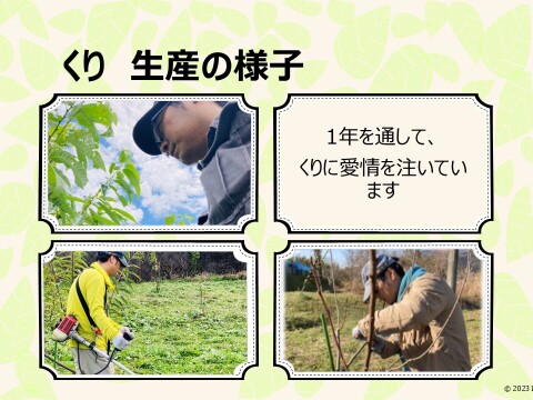 ☆丹波栗　中生 「銀寄」 希少4Lサイズ 約1kg（本州のみ）