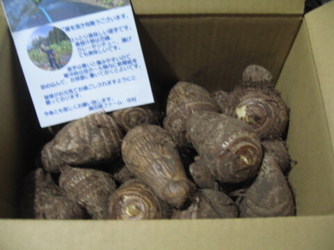 鳥取大山黒ボク土で育ったもっちり里芋2キロ