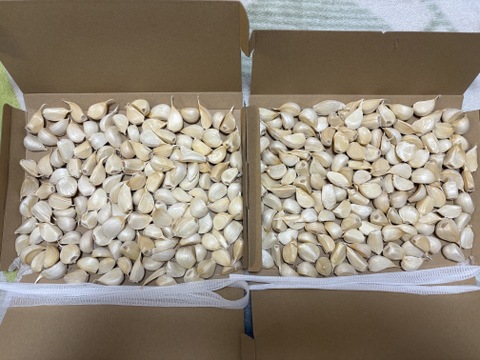 【わけあり品・数量限定】青森県産ホワイト六片種にんにく バラ 1kg(500g×2箱)【小粒のみ】