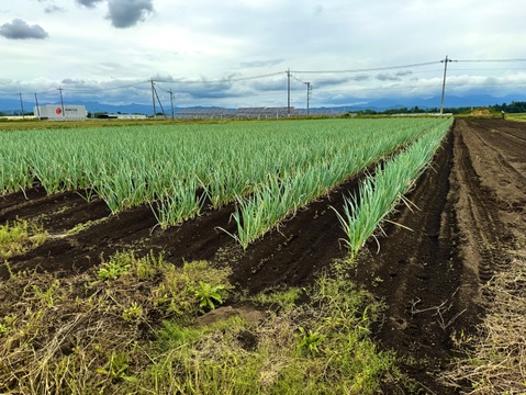 甘い長ネギ【夏扇パワー】有機肥料栽培　除草剤不使用　群馬県産　20本　Lサイズ(1,5cm以上)