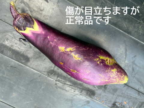 【土曜出荷：出荷先制限】『夏野菜セット(小)』 (調理トマト10個+ピーマン10個+ナス5本)