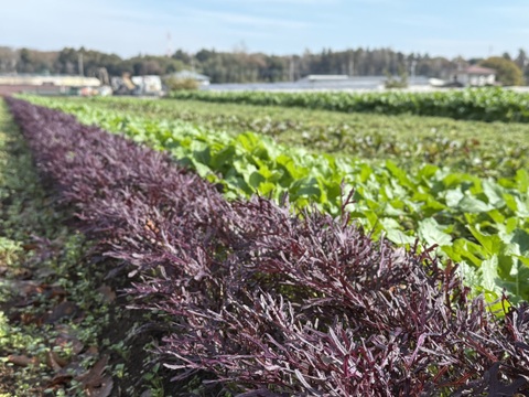 採れたて！旬の野菜セットS