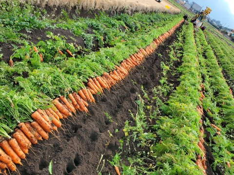 鹿児島県産　サイズ色々ニンジン　1kg