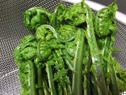 【妙高の自然たっぷり】春の山菜セット 60サイズにいっぱい （500グラム程度）