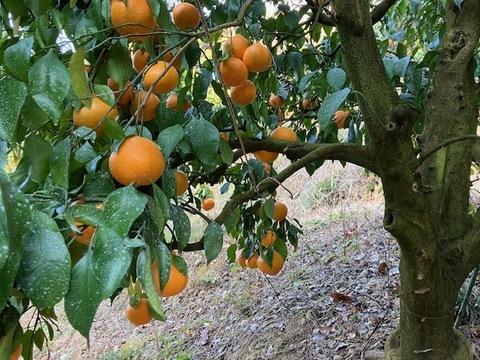 春告げ採り！春見７㎏！（家庭用）