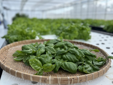 さかなが作った究極のスペシャリティ野菜　農薬・化学肥料不使用　フレッシュスイートバジル100g