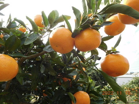 🍊伊豆産　今が旬！とろける甘さ　早生温州みかん 　　　　　　風袋込み約5.0kg