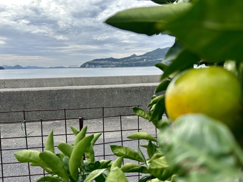 【小玉高糖度！！】瀬戸内海の太陽の恵みがつまった！訳アリ 小玉極早生みかん2.5kg　目の前が海！の畑　離島の日当たり良好の園地で 栄養たっぷりに育ったみかん✨