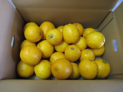 レモンの香りはそのまま、酸っぱくない不思議な柑橘　「レモネード」静岡県より産地直送　4㎏