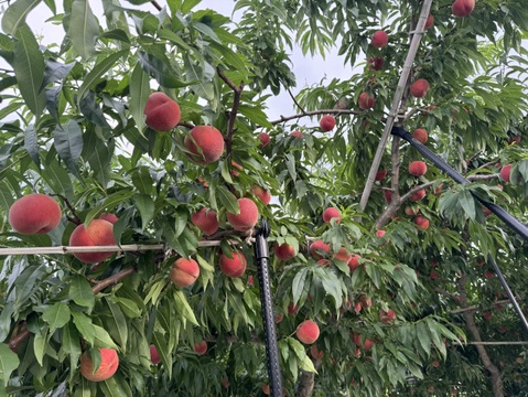 桃『訳あり品』『ご家庭用』品種おまかせ　3kg