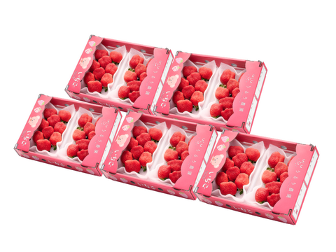 予約販売 2026年11月下旬～順次発送】🍓あまおう苺 サイズ色々