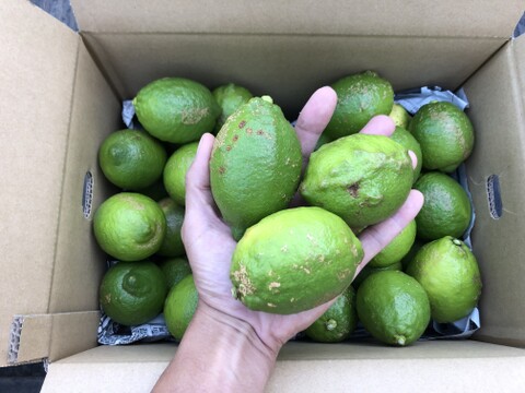 格安！加工用オーガニックレモン（有機JAS）10kg