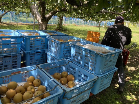 のどごし！感じるジューシーさと甘みの中に絶妙な酸味！魅力たっぷりの豊水梨【5kg】