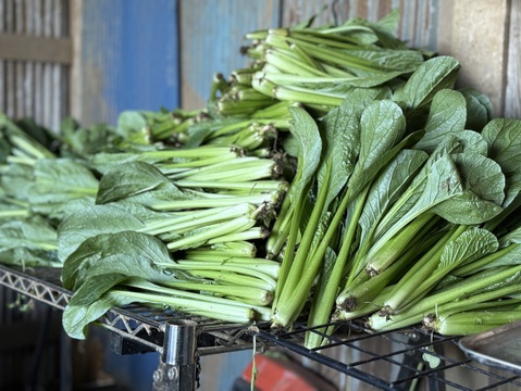 採れたて！旬の野菜セットS