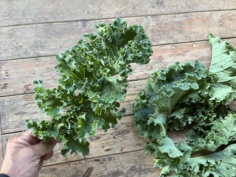 【カーリーケール】１kg大袋　農薬・化学肥料不使用