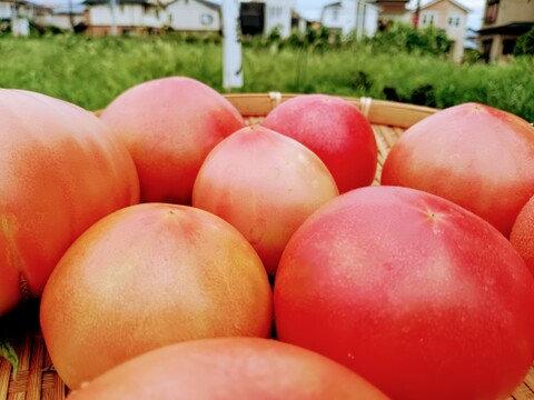 たっぷりトマト入り🍅🍅🍅🌿農薬と化学肥料を使わないで育てた野菜セット🥕【数量限定❗❗】子供に食べさせたい（７品目〜10品目）😋🍚ばぁばのモノスゴイ野菜🍅🍆🌽✨✨✨