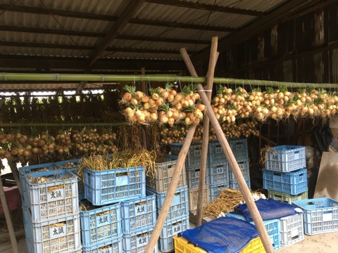 淡路島産タマネギ5kg
農薬・化学肥料・除草剤不使用