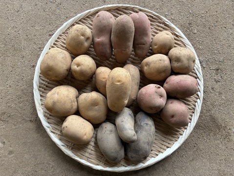 じゃがいも5種の彩りセット　1kg×5種