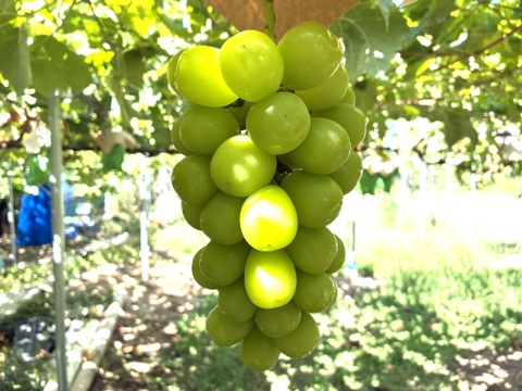 限定1:特大大粒1房約800g☆山梨県産シャインマスカット贈答　ギフト　家庭用にも　予約⑥