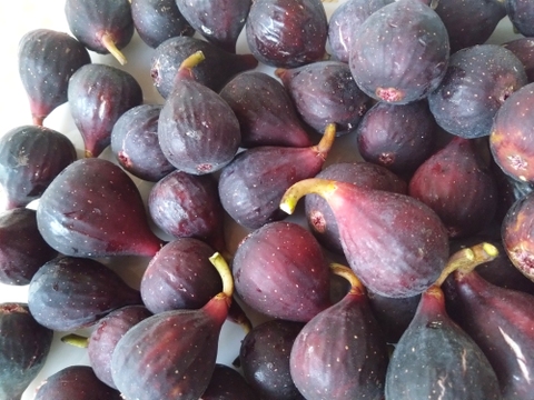 希少いちじく茶＆ドライフルーツセット【農薬・砂糖・添加物不使用】【全国一律送料】