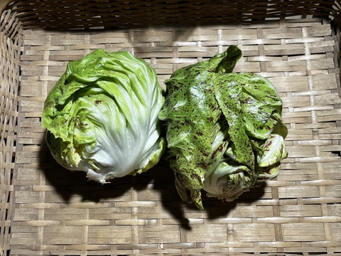 結球タイプの「カステルフランコ・ルシア」（2個入り）