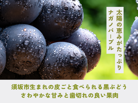 《家庭用》ナガノパープル（２〜３房）長野県須坂市産・クール便