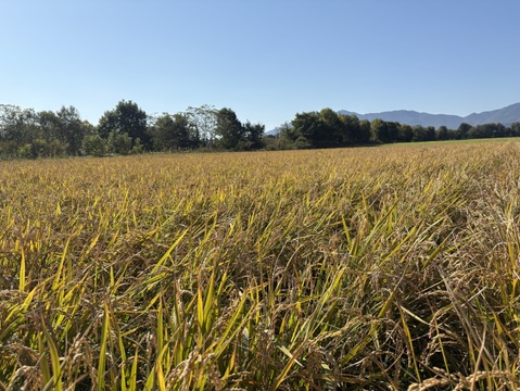 【ねこまる様専用】玄米3合・黒千石茶小袋2パックほか４点