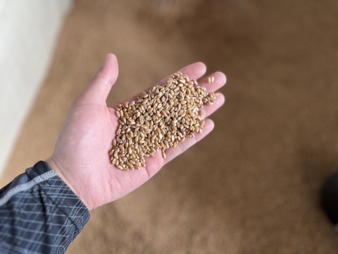 有機玄小麦 キタノカオリ 4kg　オーガニック （2025年産）※小麦粉じゃないよ