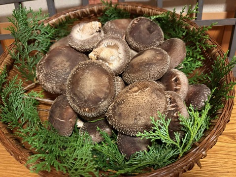 ＼レビュー高評価◎／でかい！きれい！美味しい！厚肉の原木生しいたけ！(約800g)