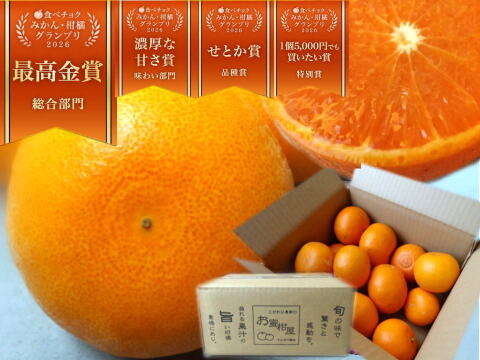 【ご家庭用せとか】🏆みかん柑橘グランプリ2026最高金賞含む最多４部門受賞！大感動！樹上完熟させた濃厚な甘みの大トロせとか！とろける甘さと上品な味わい！「木熟せとか」　お試し品　約２ｋｇ【413】