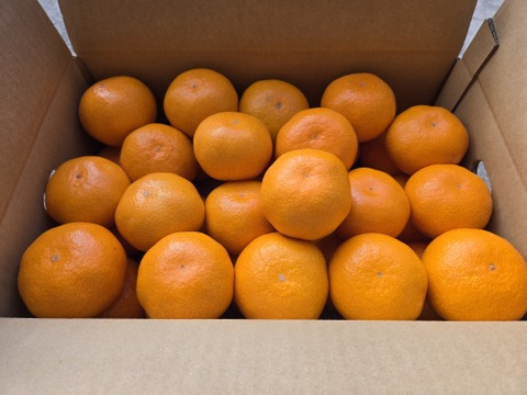 ★秀品！！　石地みかん　10kg　香川県産