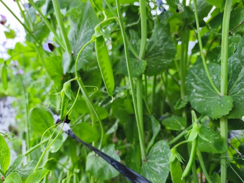 採りたて直送！！絹さや＆スナップエンドウ500g