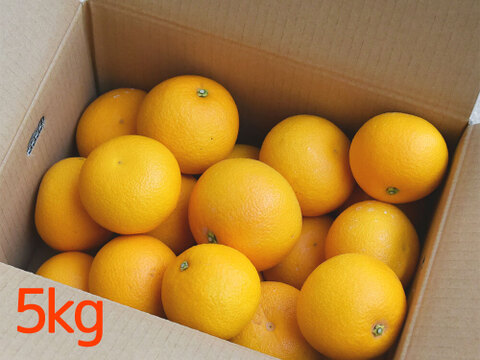 【ご注文受付中】八朔(はっさく)【贈答用(特選品)】[5kg] 312-1
