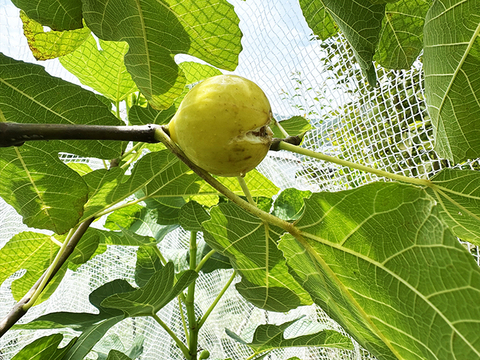 熟して甘い！岡山県産イチジク（約1.5kg、4パック）