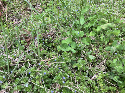 【自然栽培・今だけ！！1kgのメール便発送】今が旬の生らっきょう（土と根付きでお送りします）