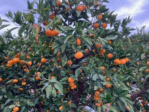 ひと味違う極味！青島（三ヶ日ひづる)みかん7㎏２L、L、Mサイズ混合