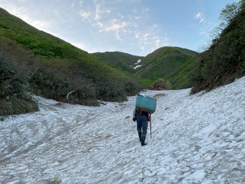 やわらかい食感！月山山麓大地の恵み！ 天然月山筍 １.５ｋｇ