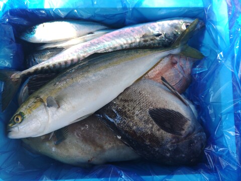 箱いっぱい！深浦の天然鮮魚セット（80サイズ）【母の日ギフト】などにもどうぞ！