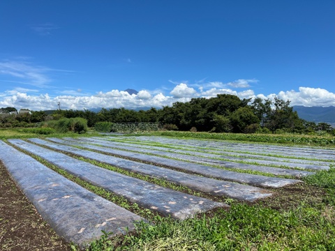 農薬・化学肥料不使用！とってもみずみずしい赤玉ねぎ3kg！