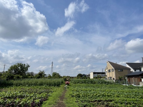 小さな実に、夏のひかりを詰めこんで【ミニトマト2kg】