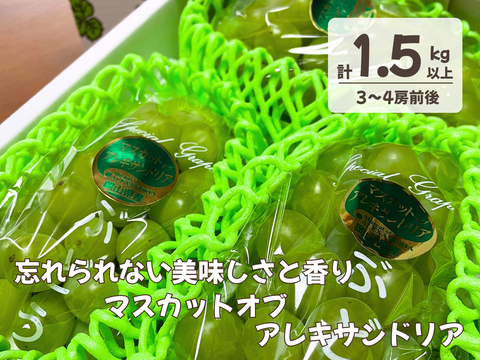 忘れられない美味しさと香り　岡山県からお届け　マスカットオブアレキサンドリア　1.5キロ以上