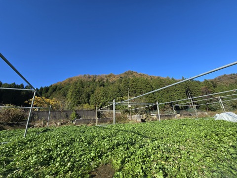 【年末年始限定】【1kg】兵庫県但馬産　　ごちそうクレソン