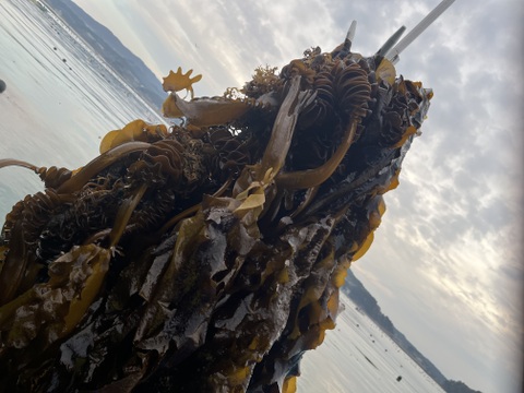 今シーズン初物 発送日に採取致します　
朝採れ生めかぶ（茎無し）3kg