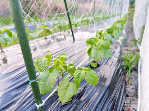 6月発送【冷蔵便】さやインゲン 1.8kg