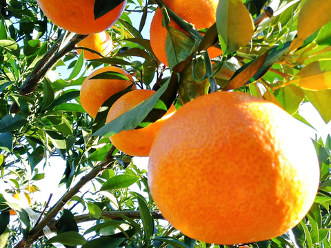 【秀品】まどんな 2kg みんなトリコになる“”プルプル“”新食感♡高級柑橘♫愛媛みかん！