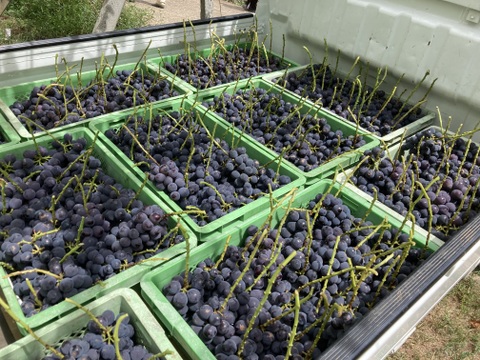 【ご自宅用】巨峰1.2kg箱　THE・黒系の王道品種