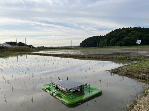 【令和6年新米】環境保全米 幻のお米ササシグレ 玄米5kg【有機JAS転換】