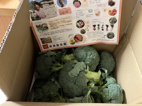 【数量限定‼︎】すずなり採れたてブロッコリー‼︎